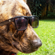 Image for article titled Can These Sunglasses Make You Happy?